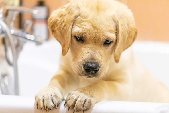 A puppy is taking a bath in a bathtub.