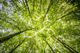 Looking up through a vibrant forest canopy, sunlight filters through green leaves.