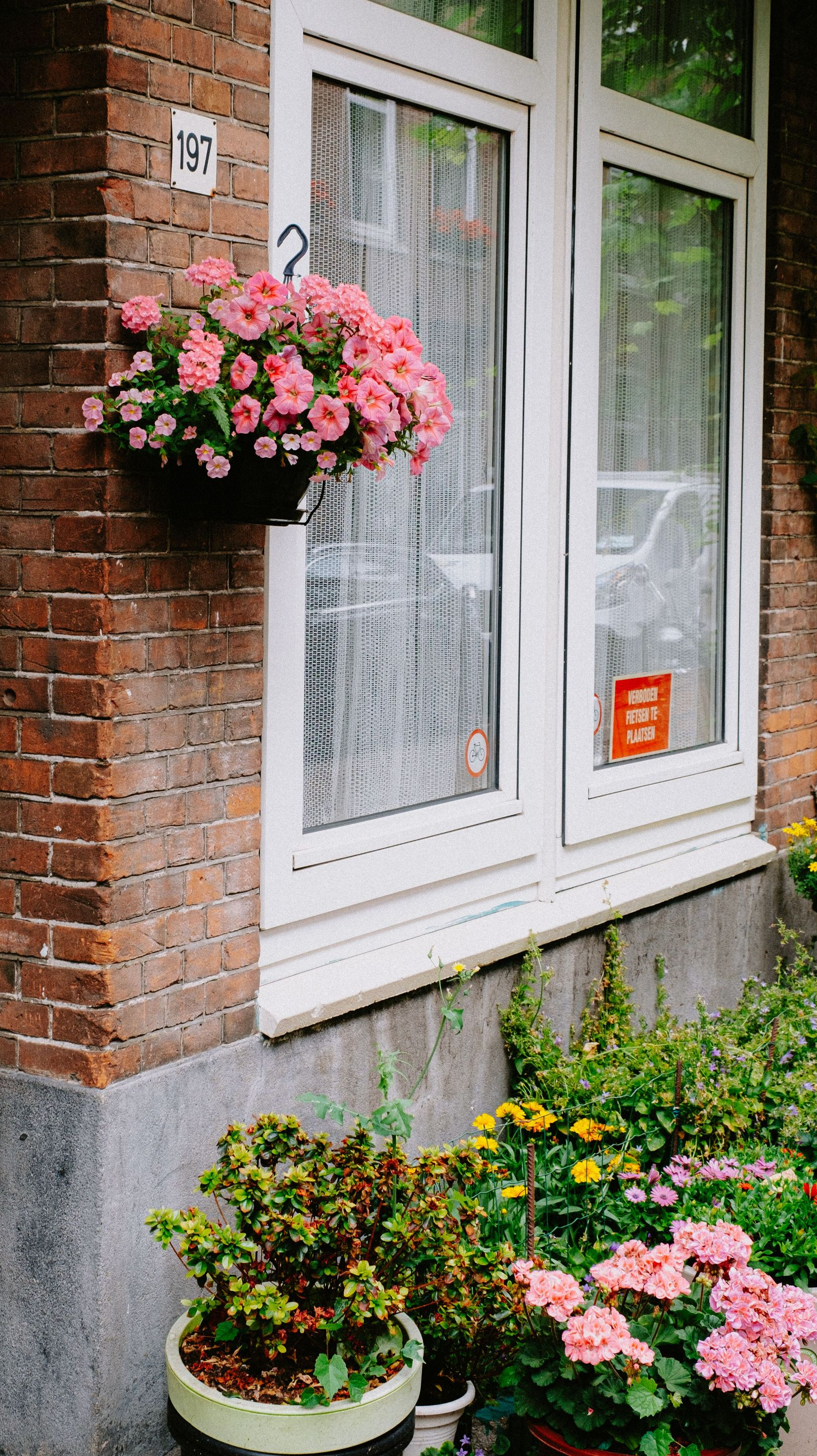 Brick house window with pink hanging flower basket and potted flowers below