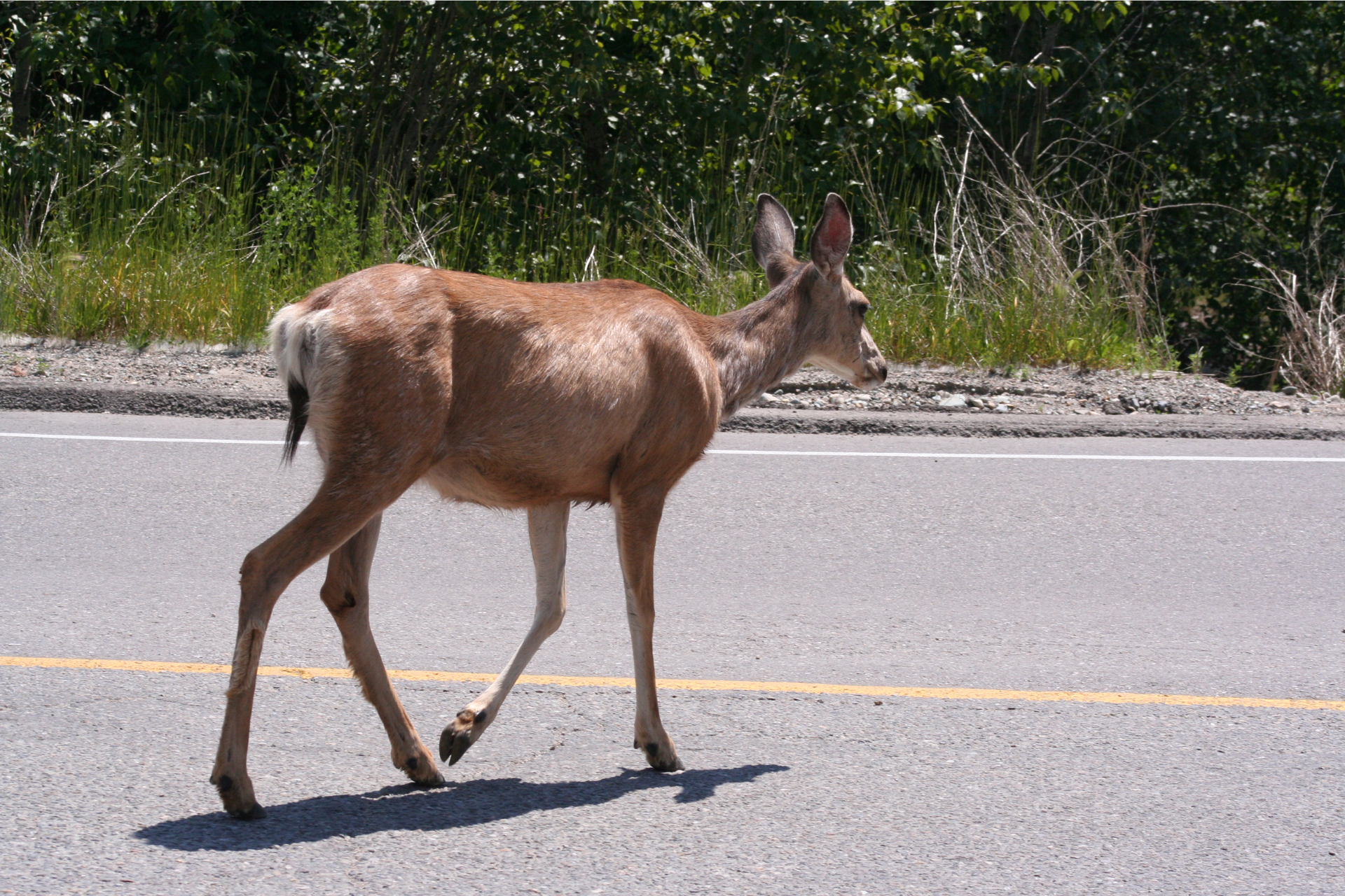 Deer crossing the road