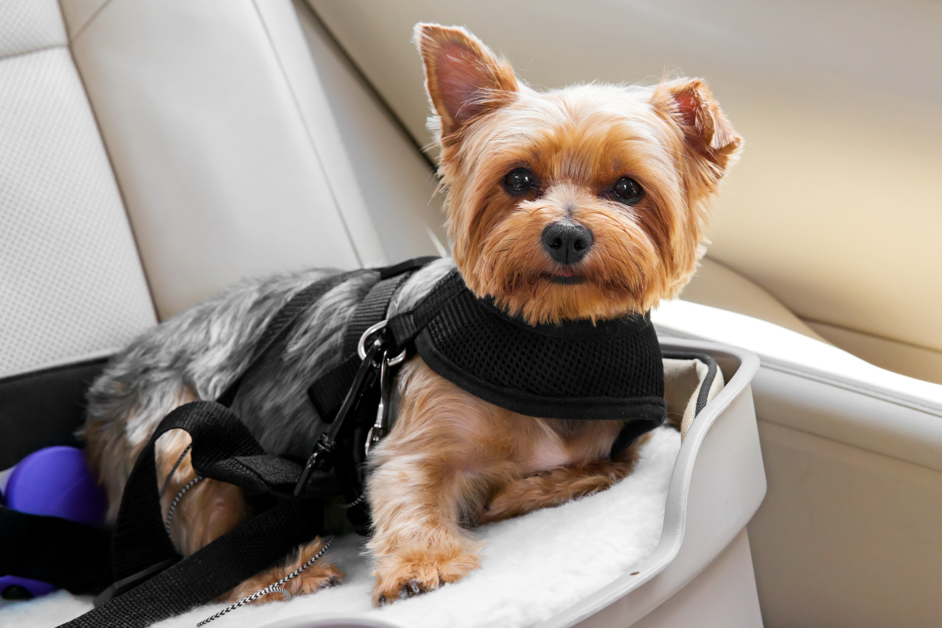 Securing Pets