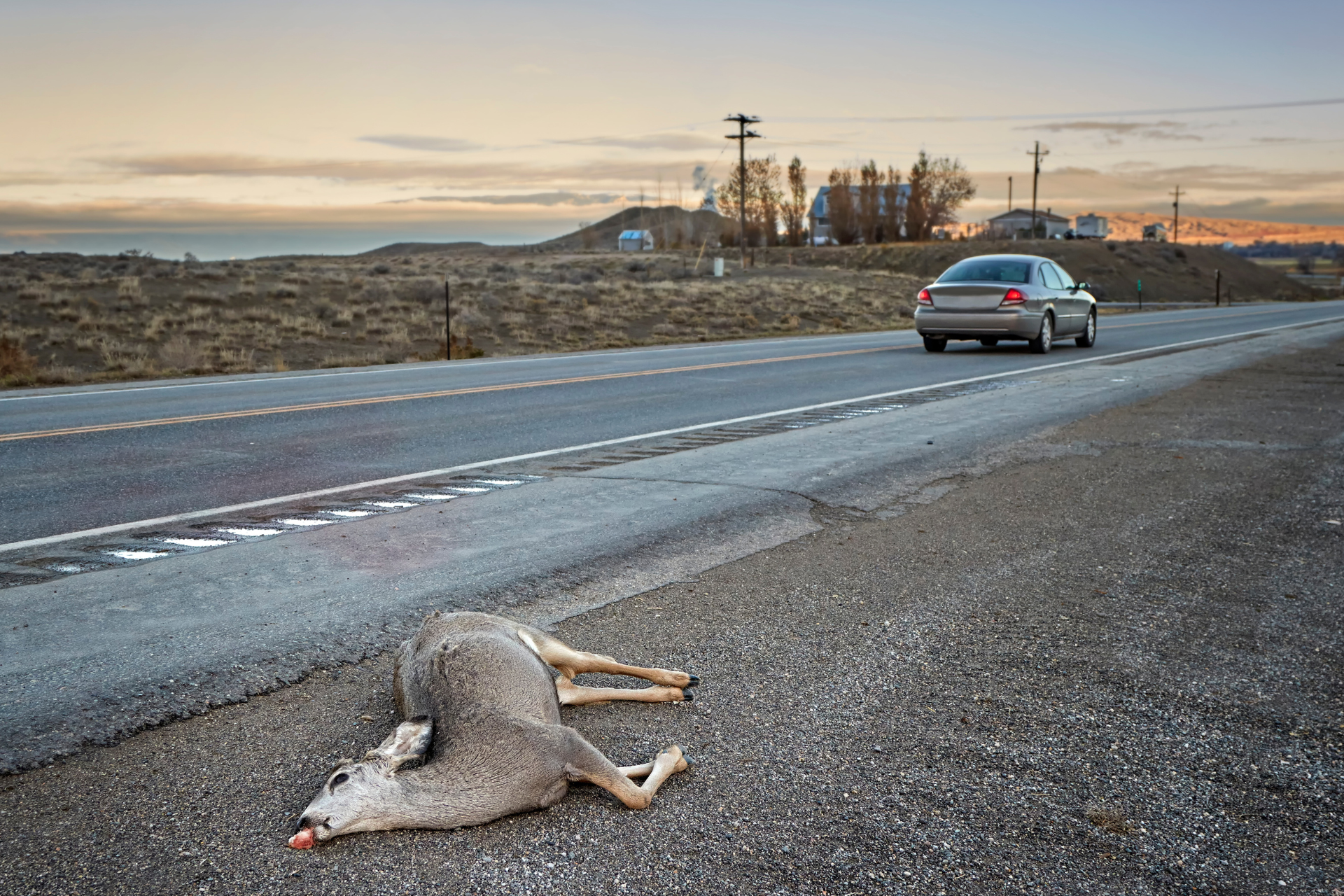 Dead deer hit by a car lying by the road