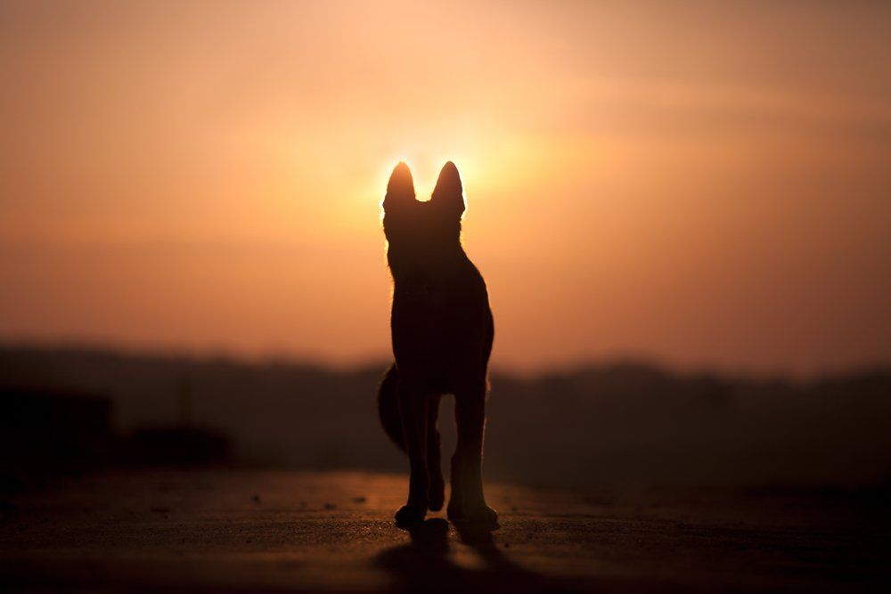 Dog Looking Towards The Sunset — Humane Feral Animal Control in Townsville, QLD