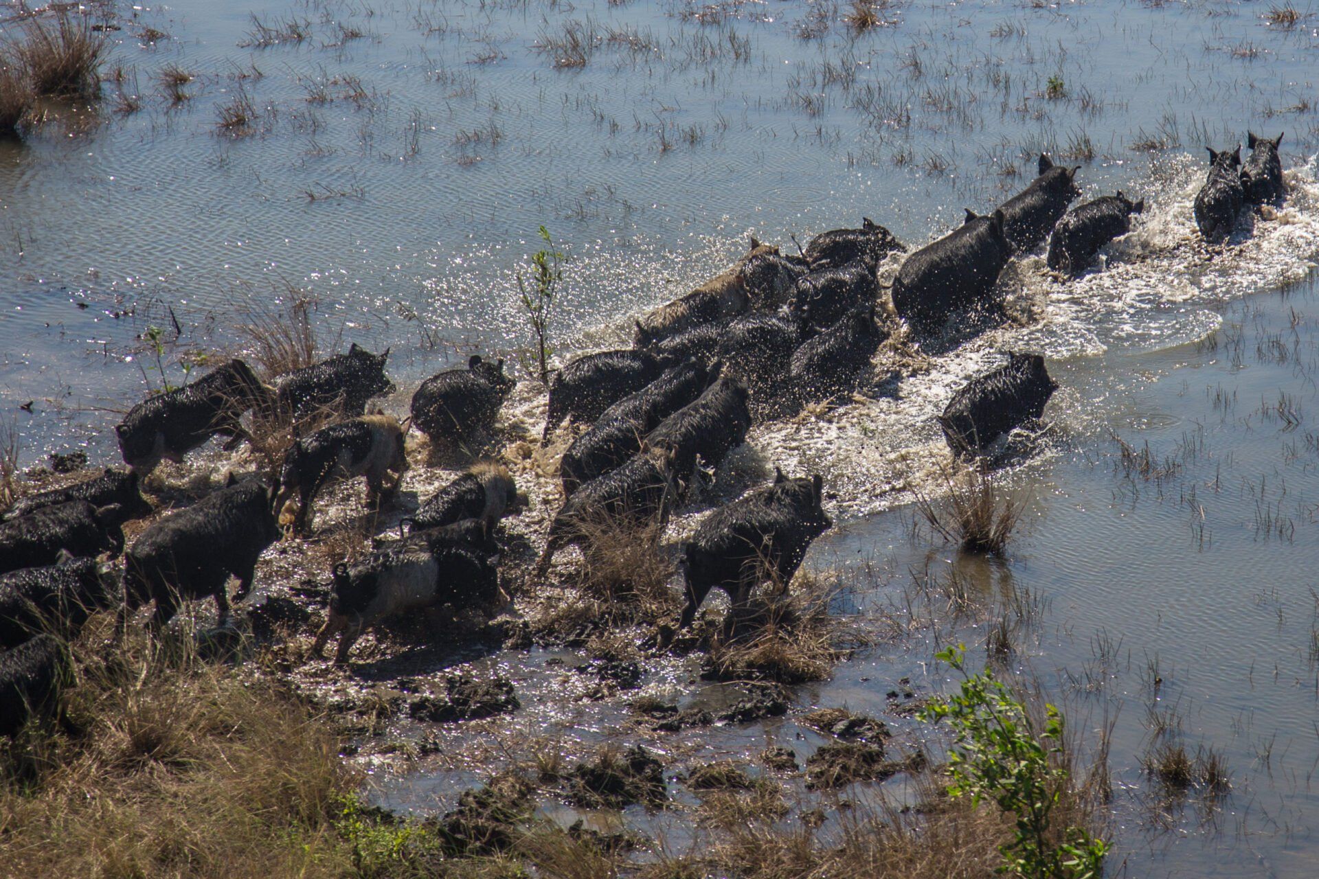Aerial Photo of Pigs Running — Humane Feral Animal Control in Townsville, QLD