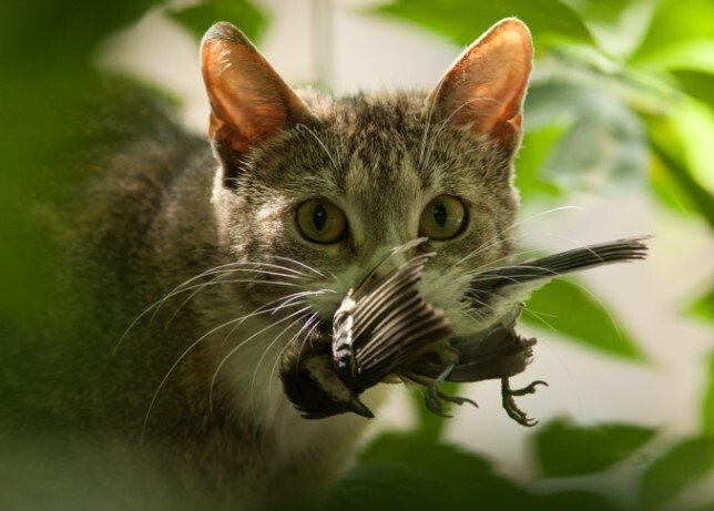 Close Up Photo of a Cat Eating a Bird — Humane Feral Animal Control in Townsville, QLD