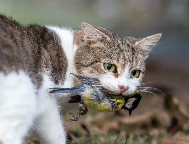 Feral Cat Eating Bird — Humane Feral Animal Control in Townsville, QLD