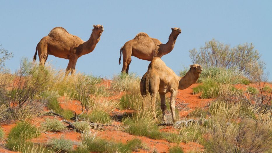 Feral Camel — Humane Feral Animal Control in Townsville, QLD