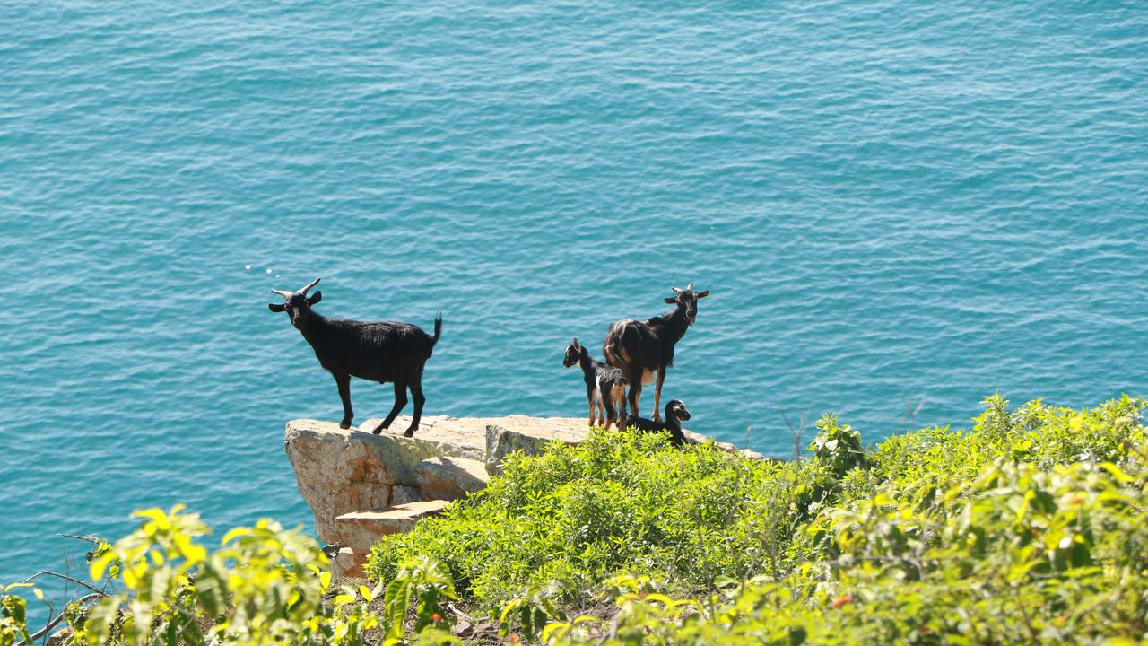 Feral Goats Near The Cliff — Humane Feral Animal Control in Townsville, QLD