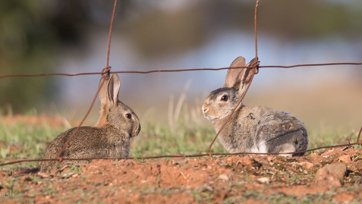 Wataka Australia Feral Animal Control in Townsville