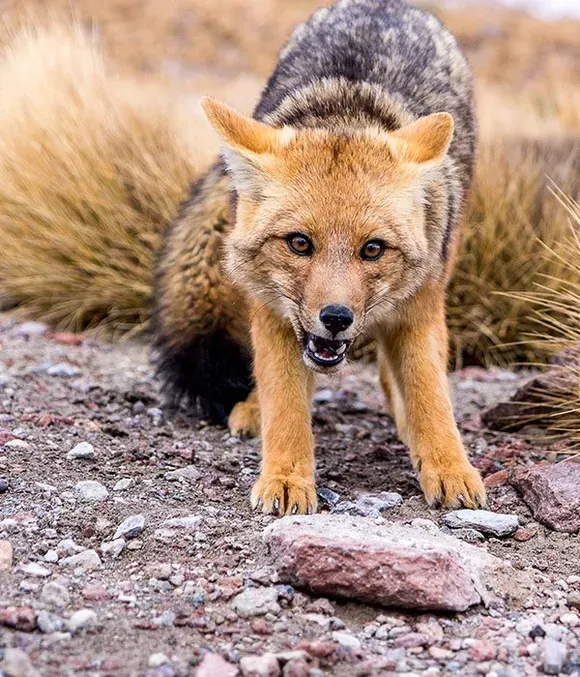 Close Up Photo of Wild Fox — Humane Feral Animal Control in Townsville, QLD