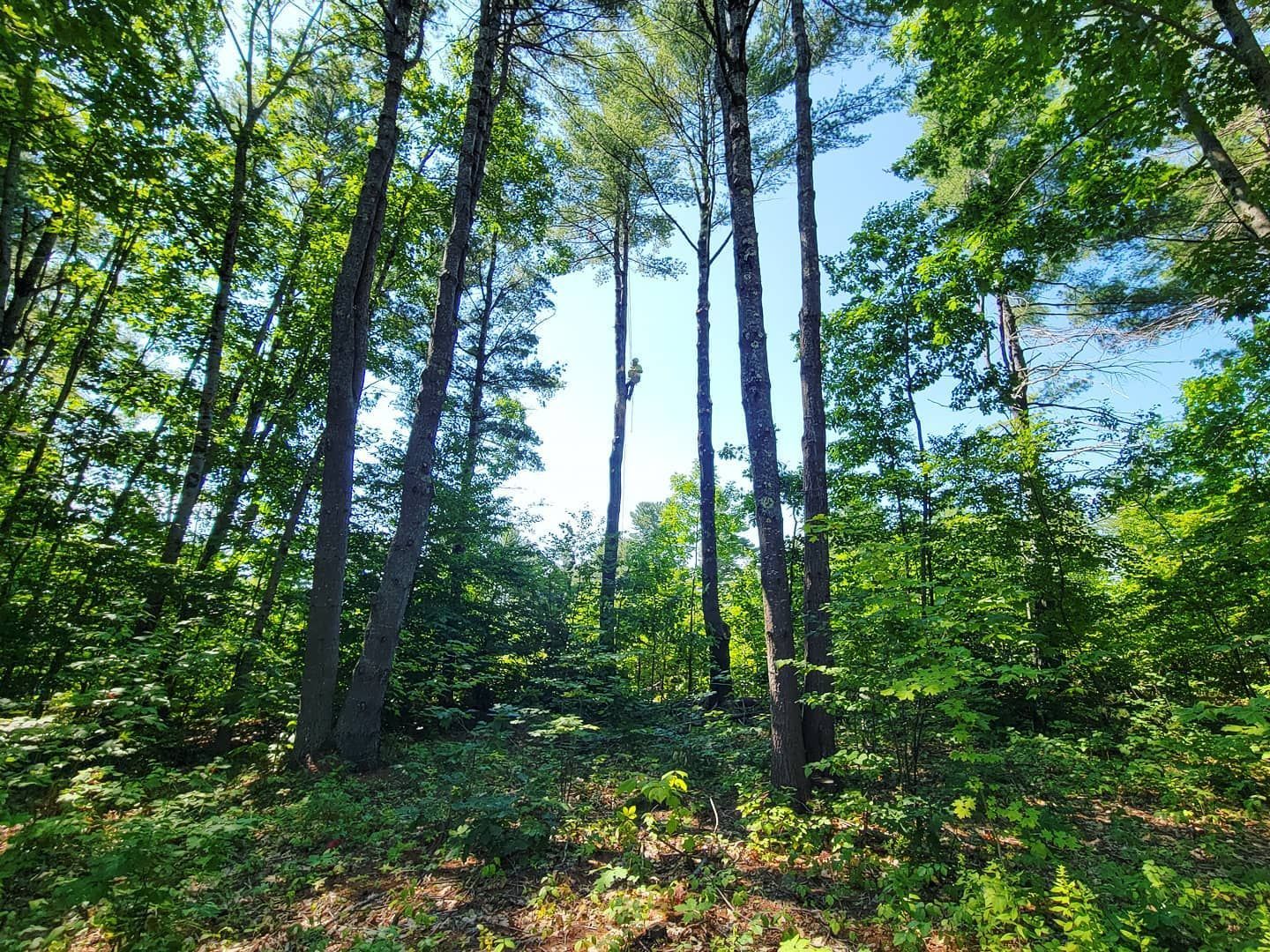 A forest with lots of trees and leaves on a sunny day