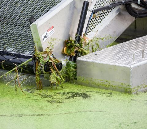 A machine, likely used for weed removal, surrounded by green algae and debris.