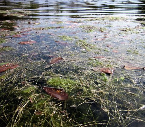 Water surface with floating algae, plant matter, and some leaves.