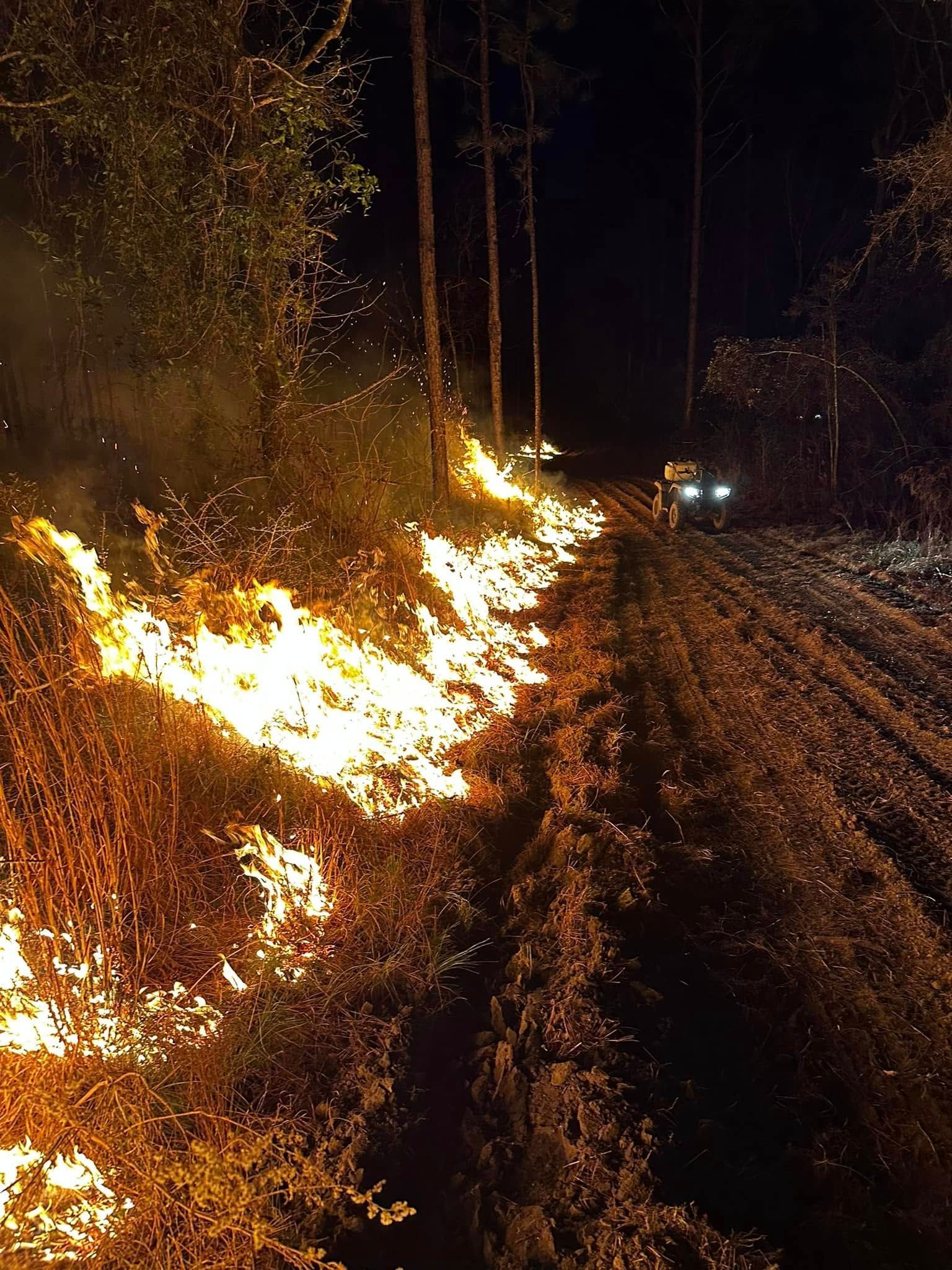 Wildfire burning along a forest path at night. Flames engulf brush, illuminating trees.