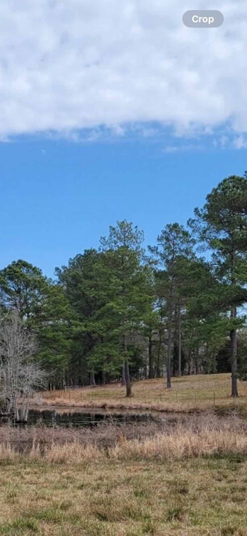 A serene outdoor scene featuring trees lining the edge of a body of water, under a blue sky with clouds.