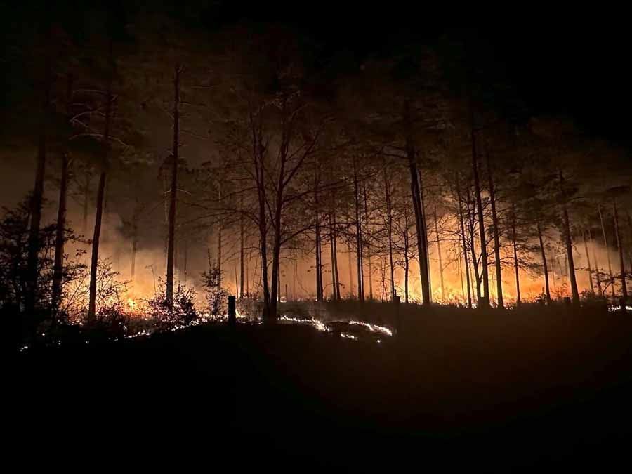 Forest fire at night with flames and smoke among the trees.