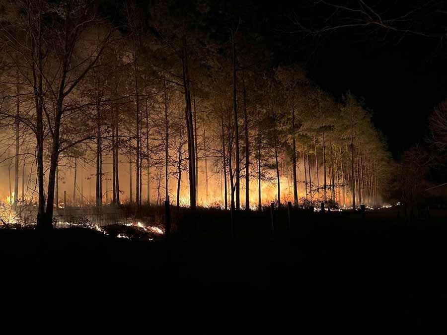 Forest fire at night, flames illuminating trees.