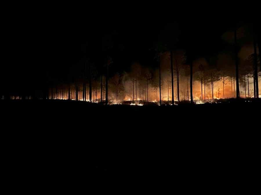 Forest fire burning at night, with flames illuminating trees.