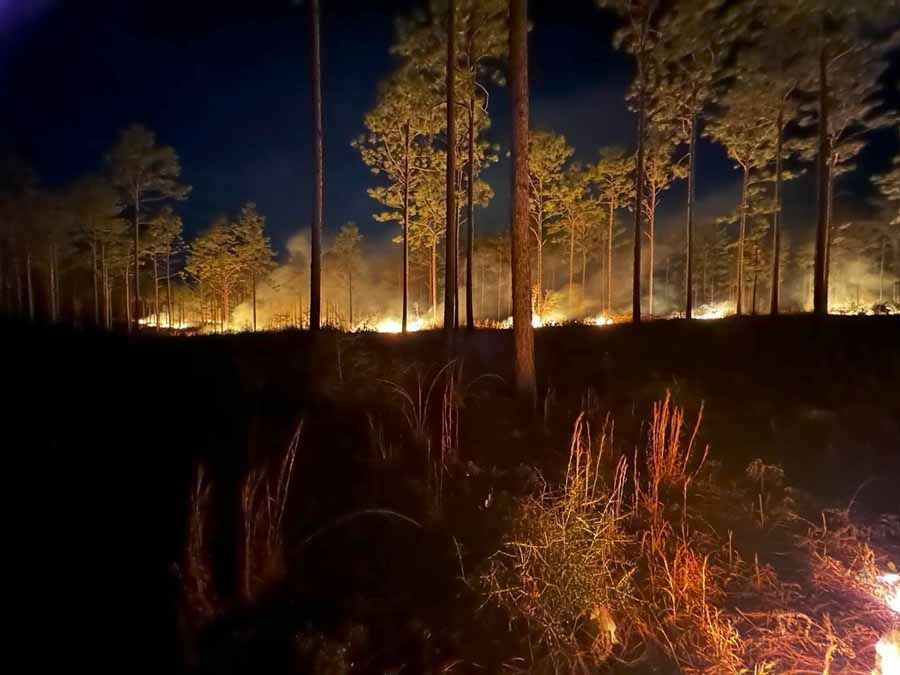 Nighttime view of a forest fire with flames and smoke, trees silhouetted against the blaze.