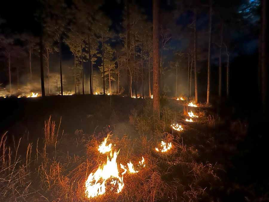 Forest fire burning at night, flames in the foreground, trees in the background.