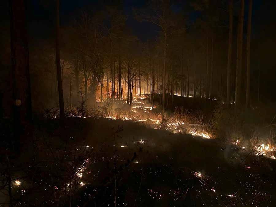 Forest fire burning at night, flames illuminating undergrowth and trees.