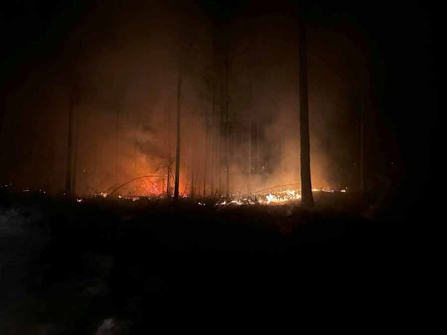Forest fire at night with flames, smoke, and silhouetted trees.