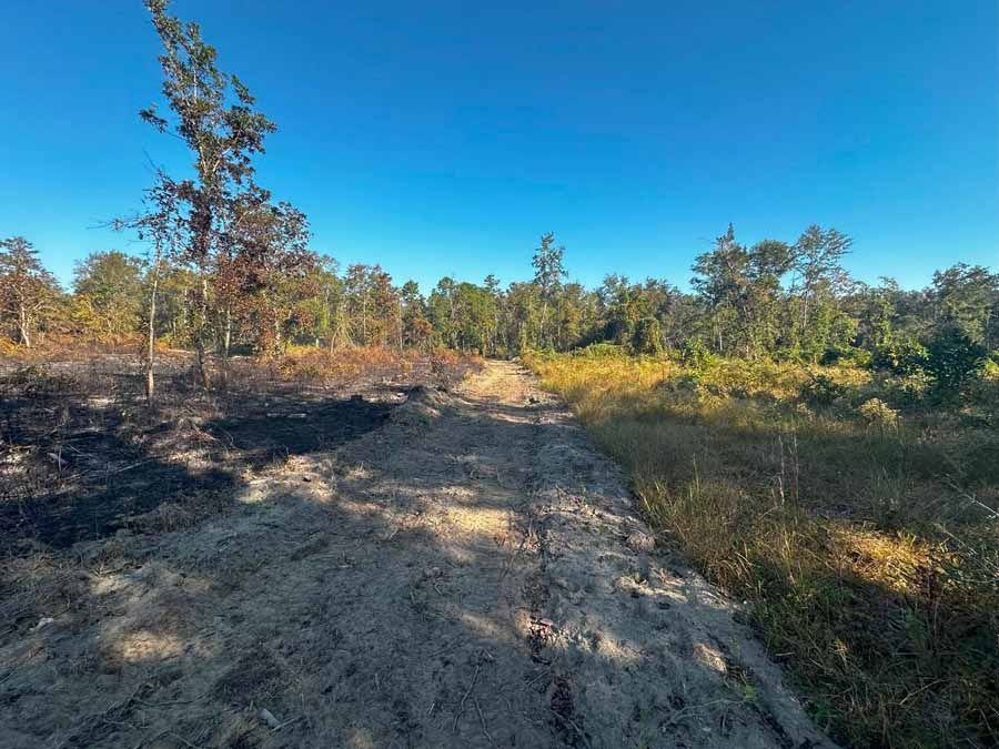 Dirt path through a landscape with burnt trees on one side and green vegetation on the other, under a blue sky.