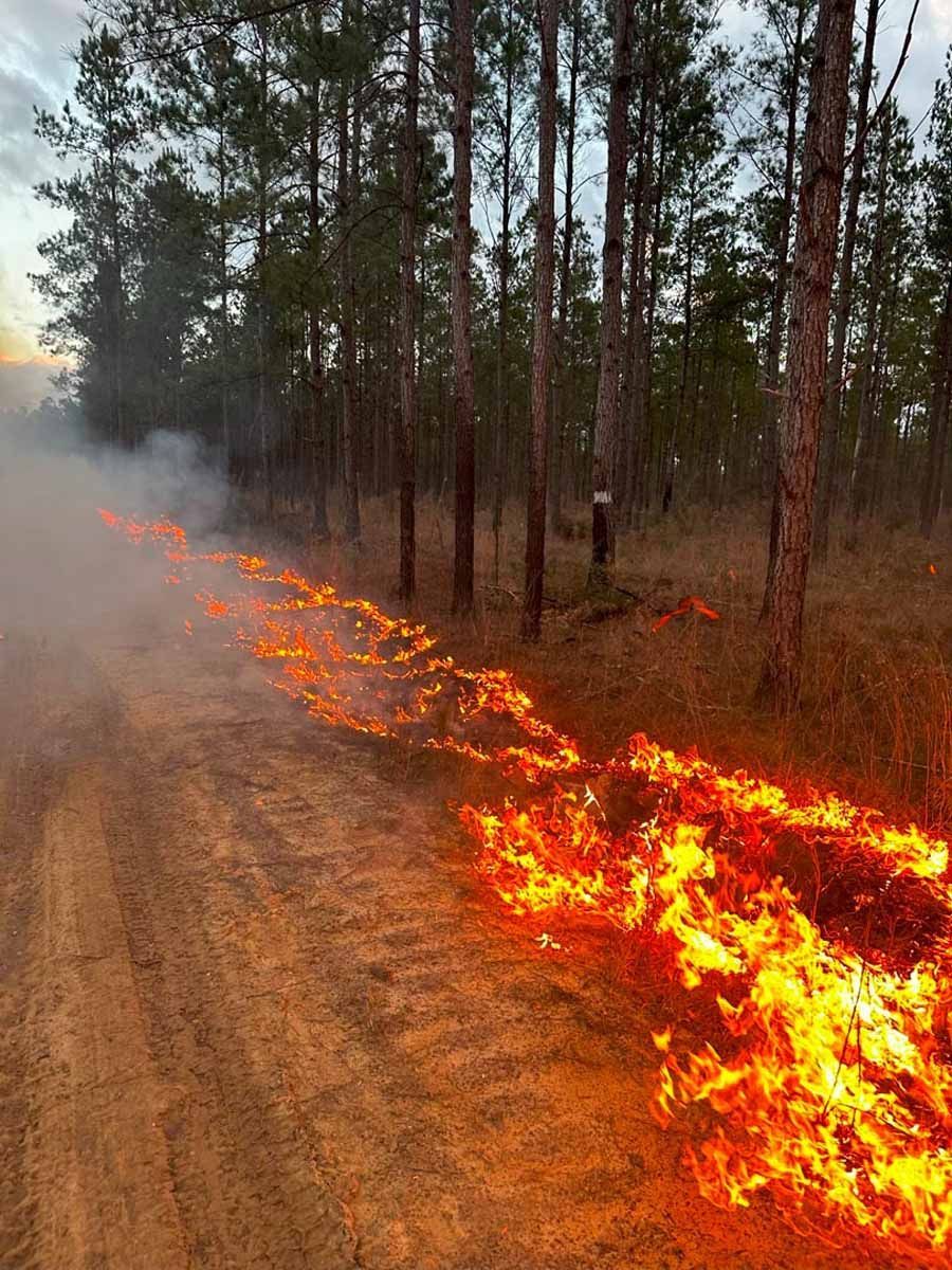 Controlled burn in a forest with flames along a dirt path, smoke rising.