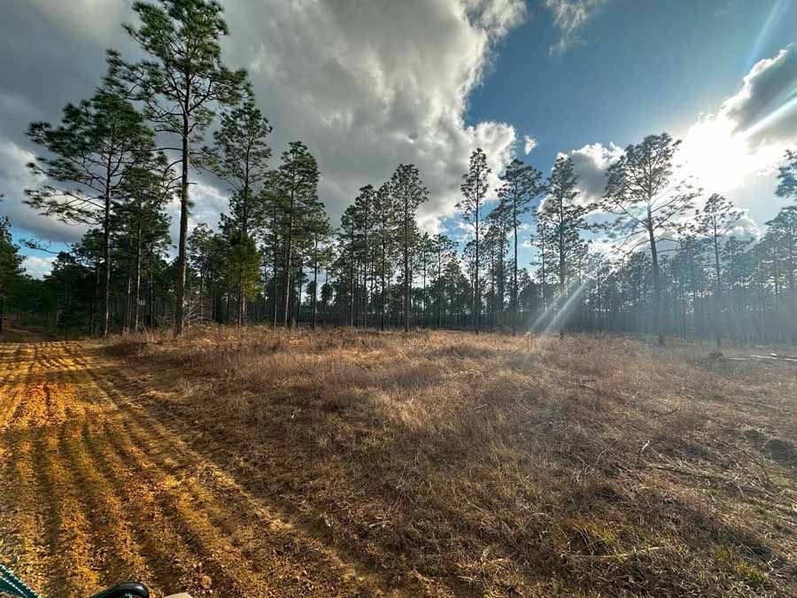 Sunny clearing in a forest with tall pine trees, brown grass, and a cloudy sky.
