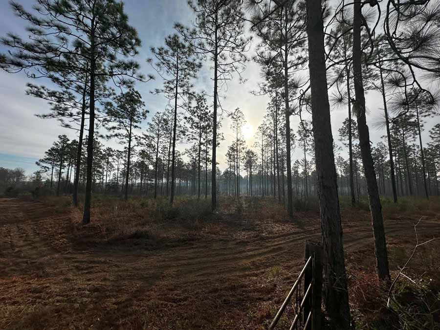 Sun shining through tall pine trees in a field, creating shadows. A fence in the foreground.