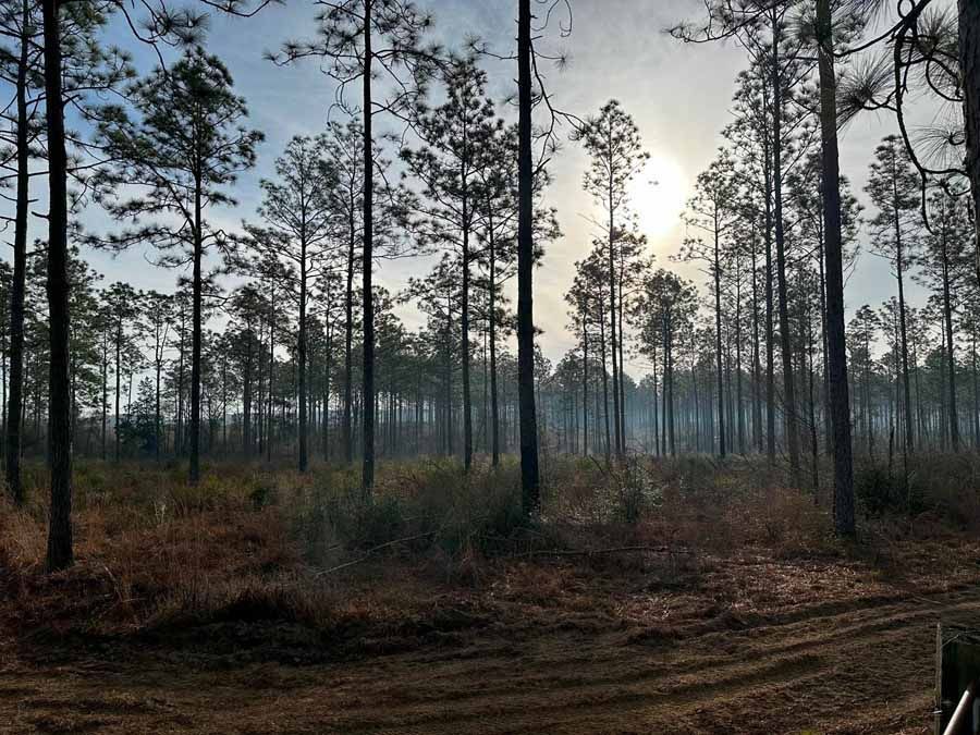 Forest scene with tall, slender trees and a hazy sun. Brown grass and dirt path in foreground.