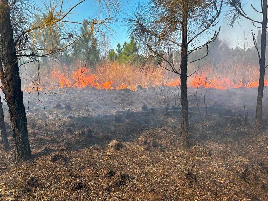 A controlled burn in a forest, with flames visible through charred ground and trees under a blue sky.
