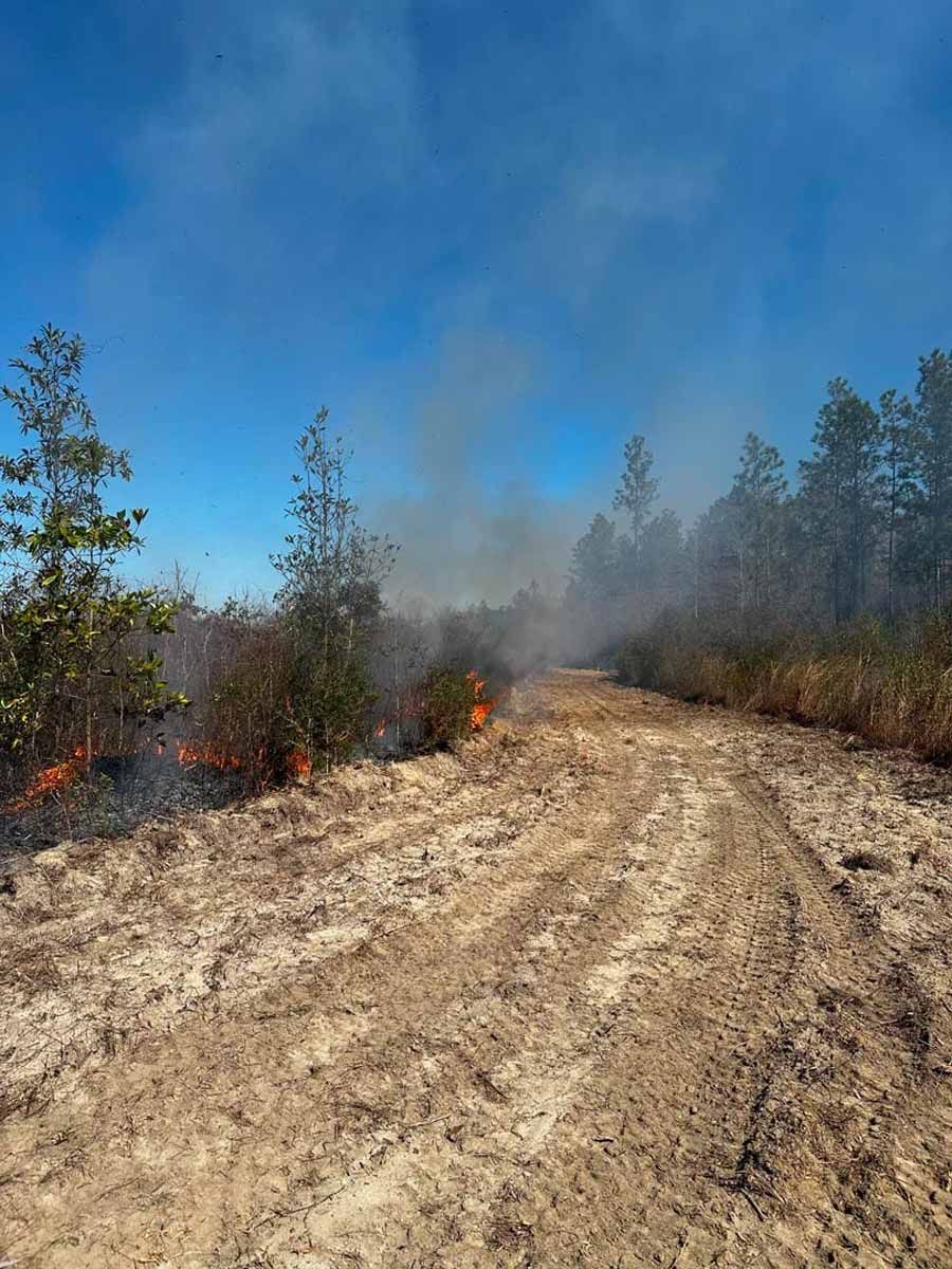 Dirt road through a burning forest; smoke and flames visible under a blue sky.