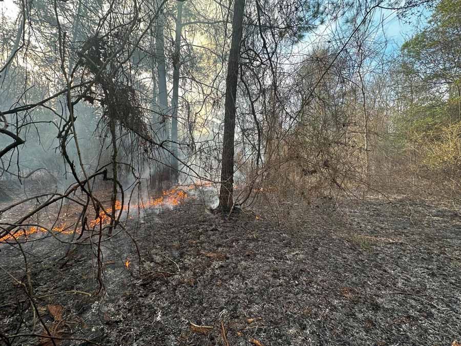 Forest fire: flames, smoke, burned ground, trees.