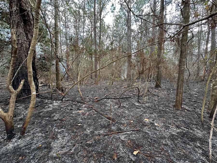 Charred forest floor and trees after a fire; grey ash and blackened wood.