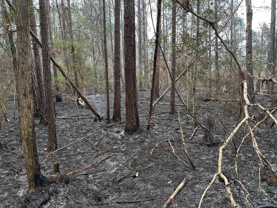 Forest floor covered in ash, with charred trees and branches.