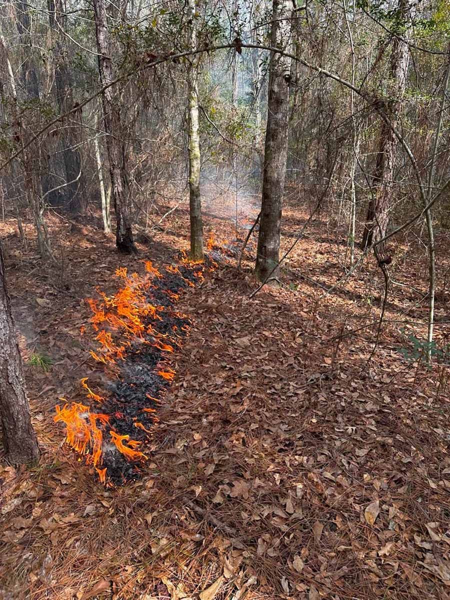 Forest fire burning along the ground with flames visible; several trees stand nearby.