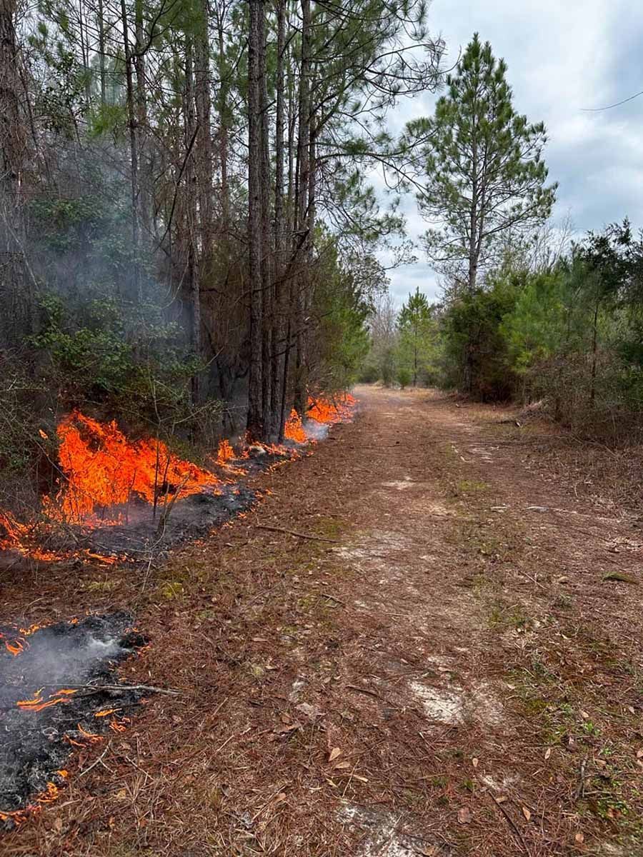 Controlled burn in a forest: flames and smoke on the left, dirt path in the center, trees on both sides.