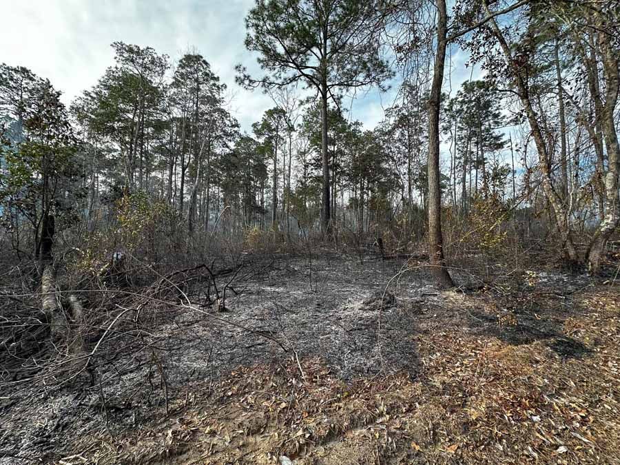 Forest landscape after a fire; burnt ground with trees and some vegetation, under a partly cloudy sky.