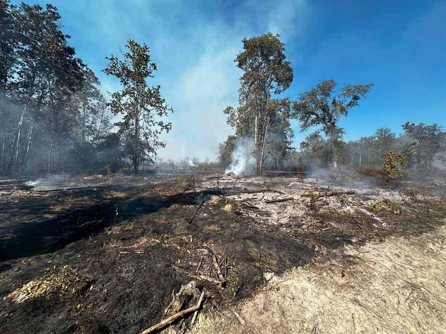Burnt forest landscape with smoking embers and charred ground under a blue sky.