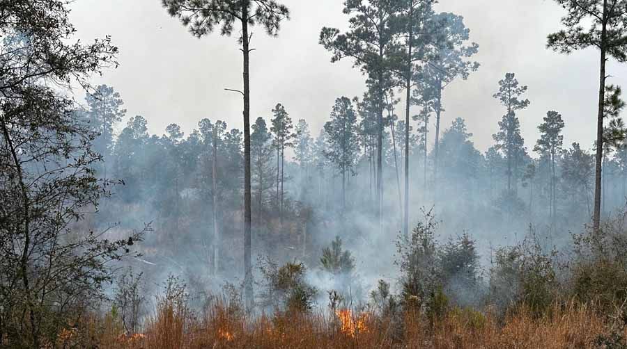 Smoke rises from a forest fire among tall trees and brush.