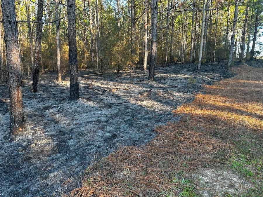 Forest floor with burned area, tall trees, and sunlight.