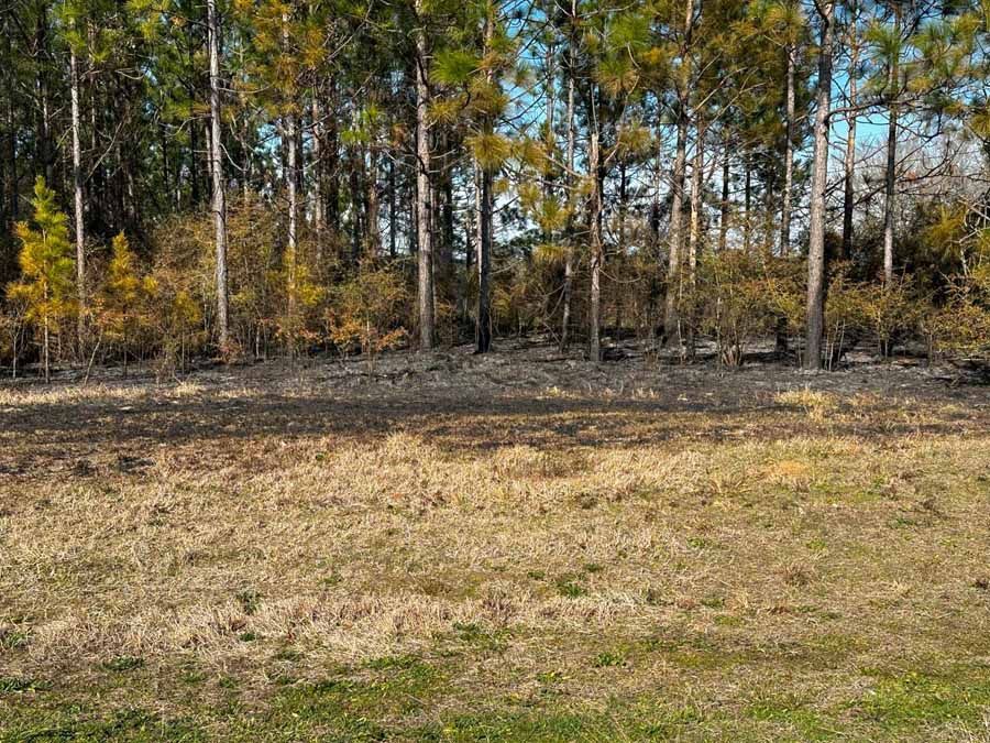 Field of dry grass in front of a treeline of tall pine trees.
