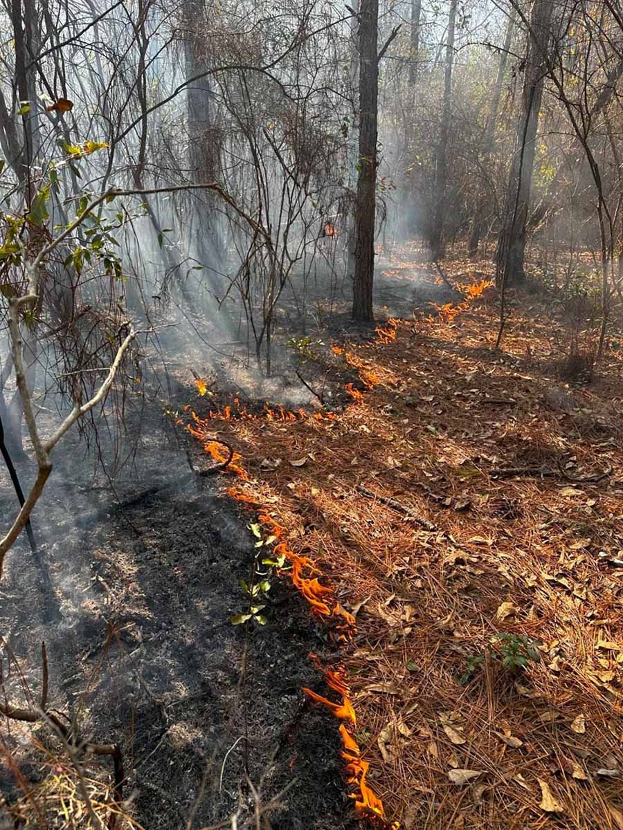 Controlled burn in a forest; flames along the forest floor with smoke rising.