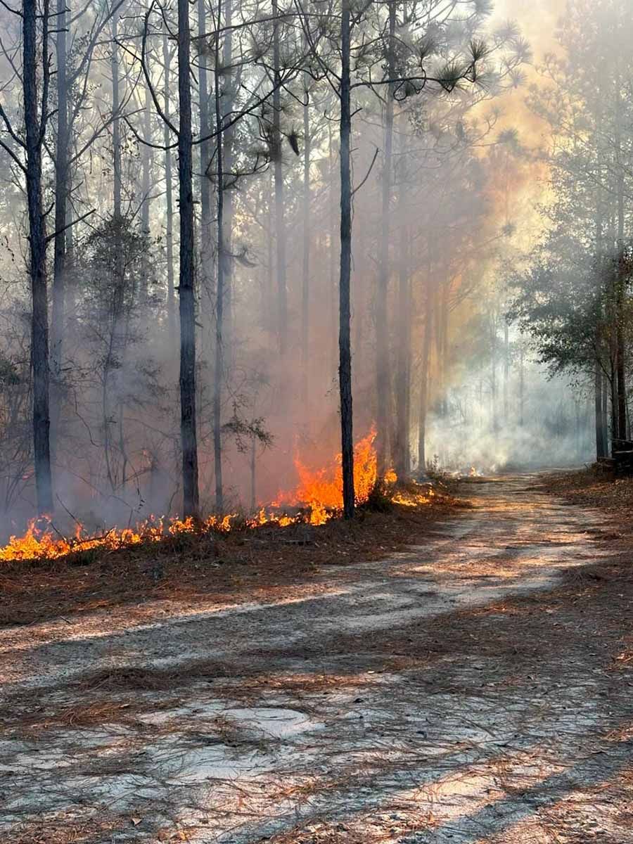 Forest fire with flames, smoke, and a dirt road, sunlight filtering through trees.
