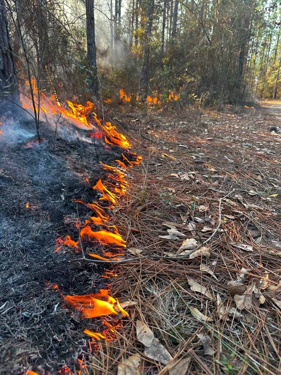 Wildfire burning dry vegetation in a wooded area with flames and smoke.