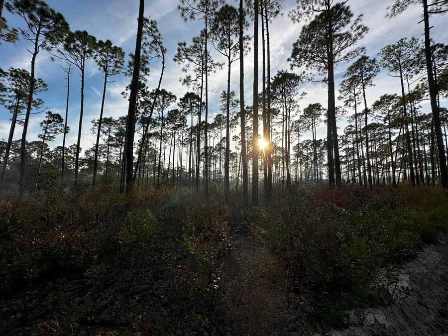 Sunlight filters through tall pine trees in a forest, illuminating the undergrowth.
