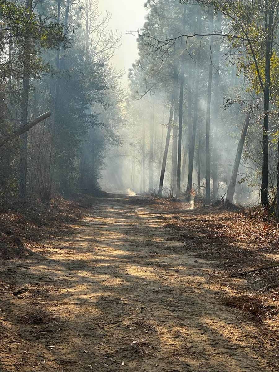 Dirt path through smoky forest with tall trees.