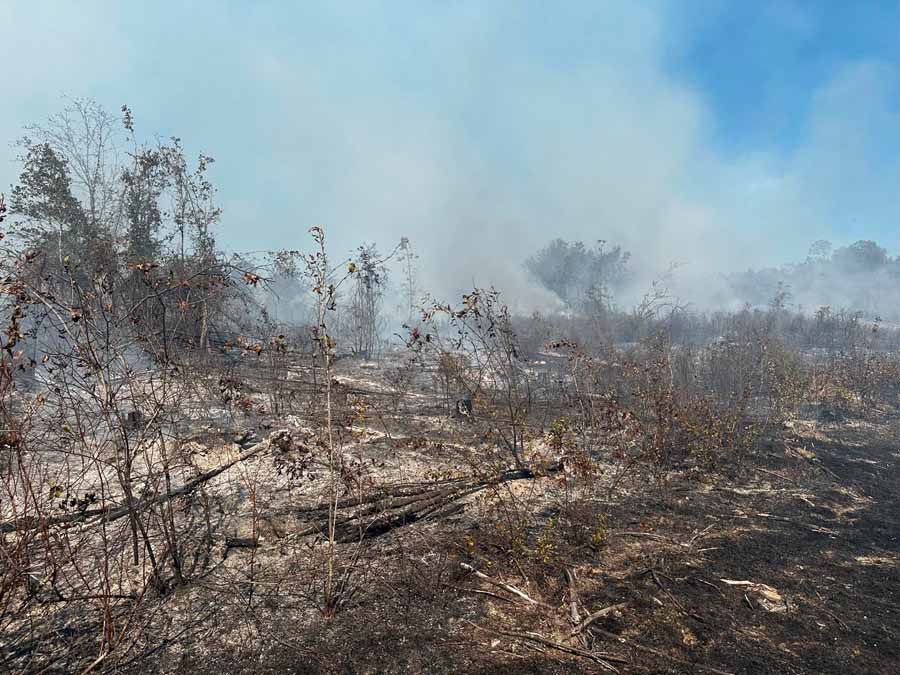 Forest fire burning; smoke billowing in the sky, charred ground and sparse trees.