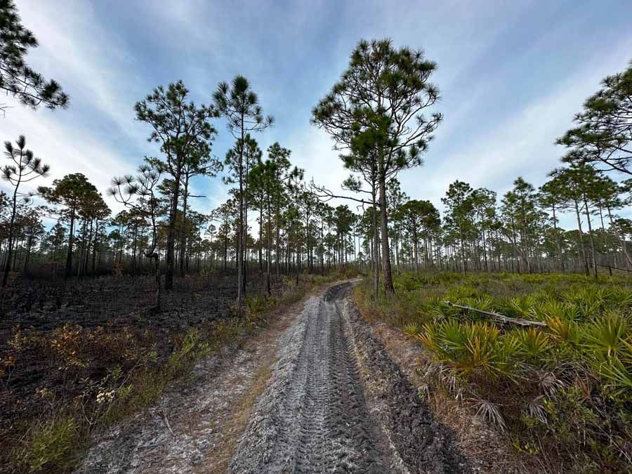 Dirt path through a pine forest with a cloudy sky. Burnt vegetation on the left, green on the right.
